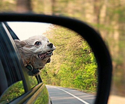 車の風と犬02