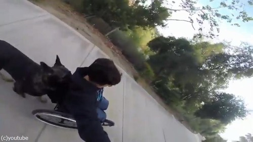 飼い主の車イスを押すジャーマンシェパード02