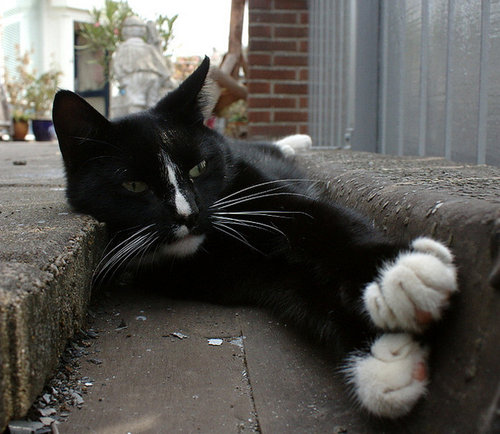 もう子猫じゃない11