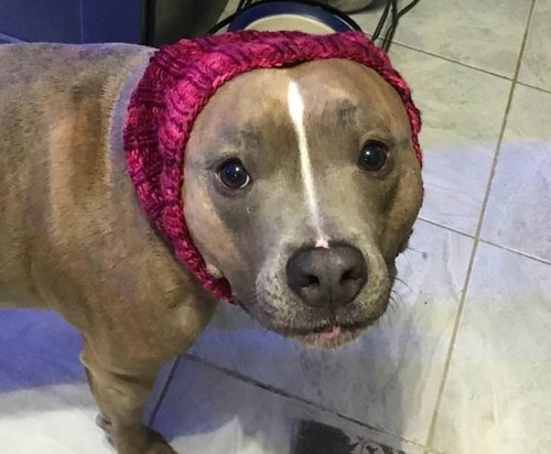 世界一奇妙な姿勢で寝る犬06