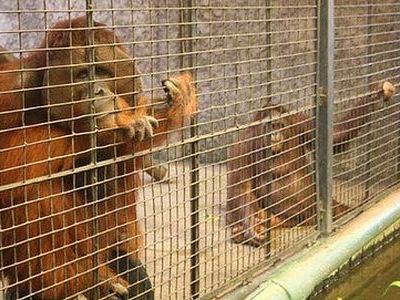 タイの動物園00