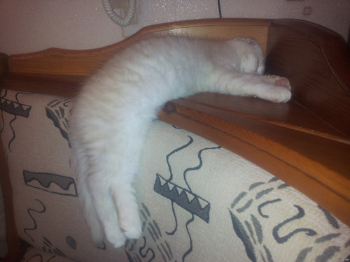 どこでも眠る猫06