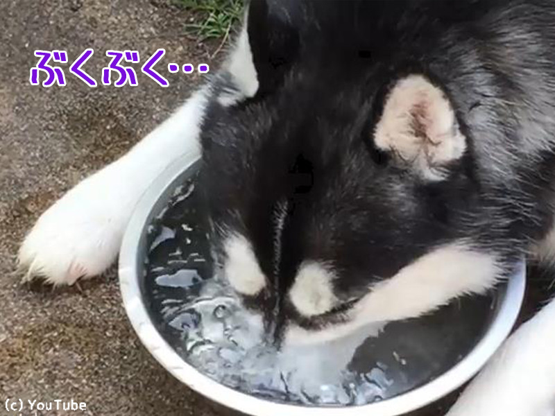 ハスキー犬が 新しい遊びに目覚める 動画 らばq ハスキー犬が 新しい遊びに目覚める 動画 らばq