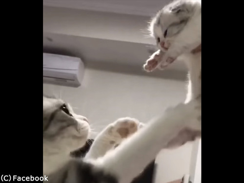 猫の日2019-10