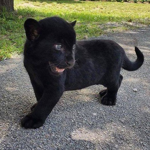 05Baby 赤ちゃん動物たち Baby black panther