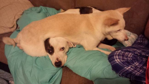 パーソナルスペースを無視する動物02