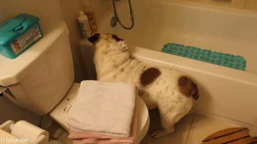 風呂嫌いの犬をおとなしく連れて行く方法05