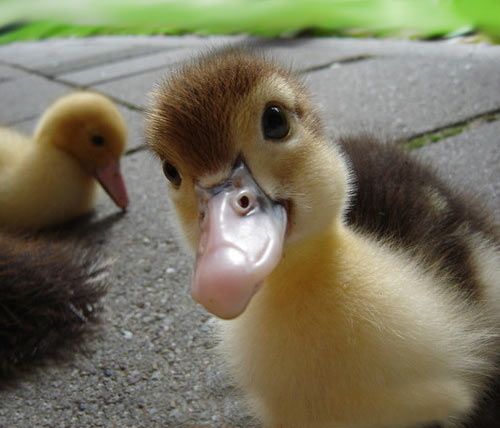 クチバシが オオカミ に見えるアヒルが発見される たしかにそっくり らばq