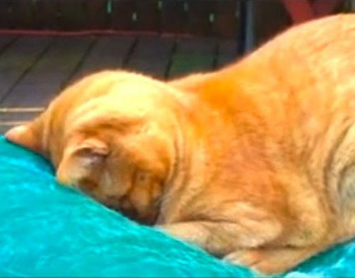 なぜ猫はえらいのか11