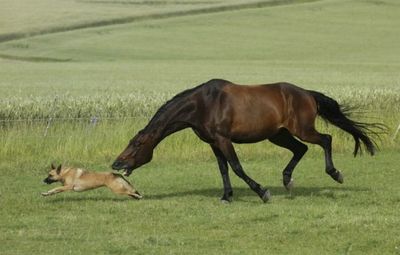 馬と犬03