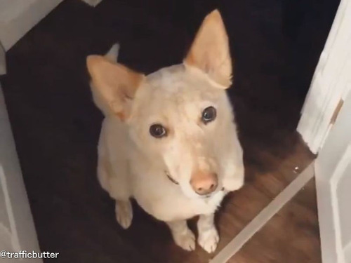 散歩に行きたい犬の…これ以上ないほど控え目なアピールのしかた