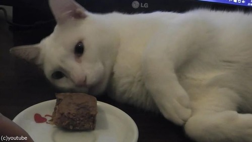 「この猫、夢を見てる」05