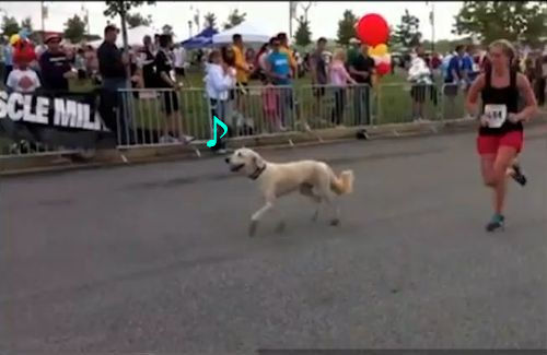 ハーフマラソン犬00