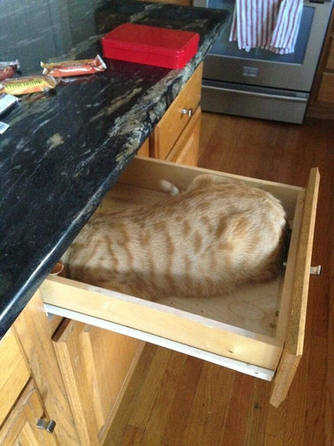 もう子猫じゃない01