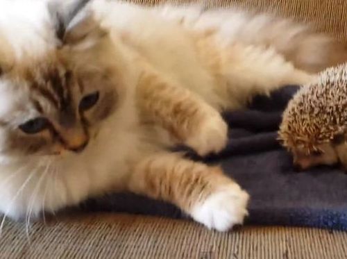 こんな失敗をするとは ハリネズミと猫の奇妙な関係 動画 らばq こんな失敗をするとは ハリネズミと猫の奇妙な関係 動画 らばq