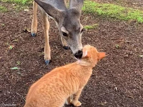 鹿に愛される猫