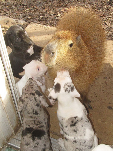 子犬を育てるカピバラ05