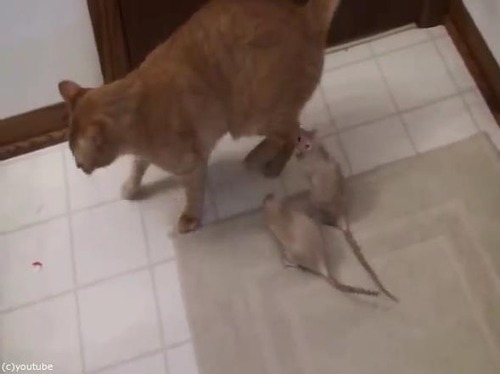 リアルトムとジェリー04