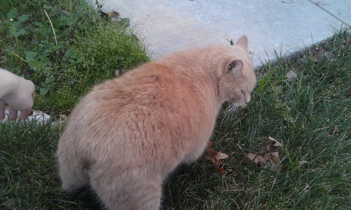 前世は別の動物だったであろう猫12