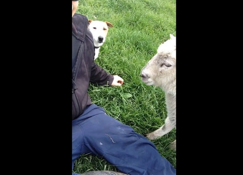 羊をなでなでしてたら犬が01