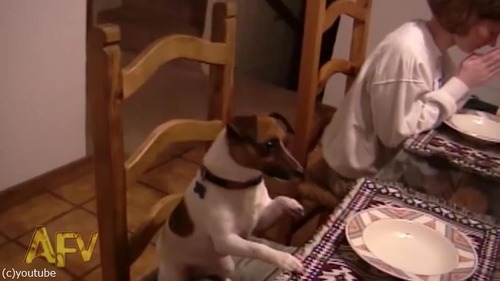 家族の「お祈り」を見て愛犬は…03