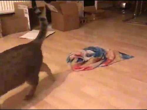 �Ի׵Ĥ�ǭ�ι�ư04