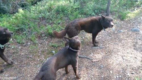 ���Ԥơפ����٤��ä��ۤɹ⤤��01