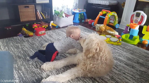 もふもふの犬をベッドにしようとする赤ちゃん03
