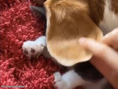 猫の姿が見えないと思ったら…犬の耳を「掛布団」にして眠っていた