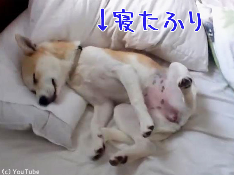 イヤッたらイヤ 病院に行くのを頑なに拒否する犬 動画 らばq