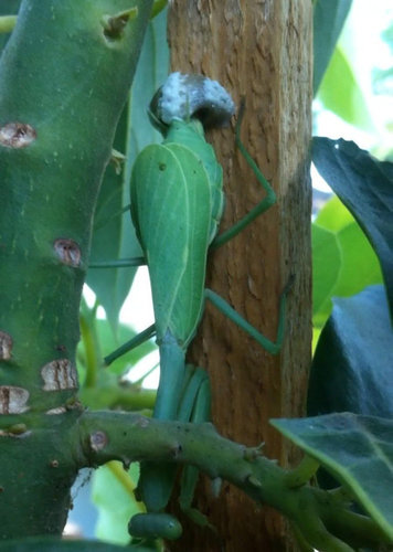 カマキリの卵 001