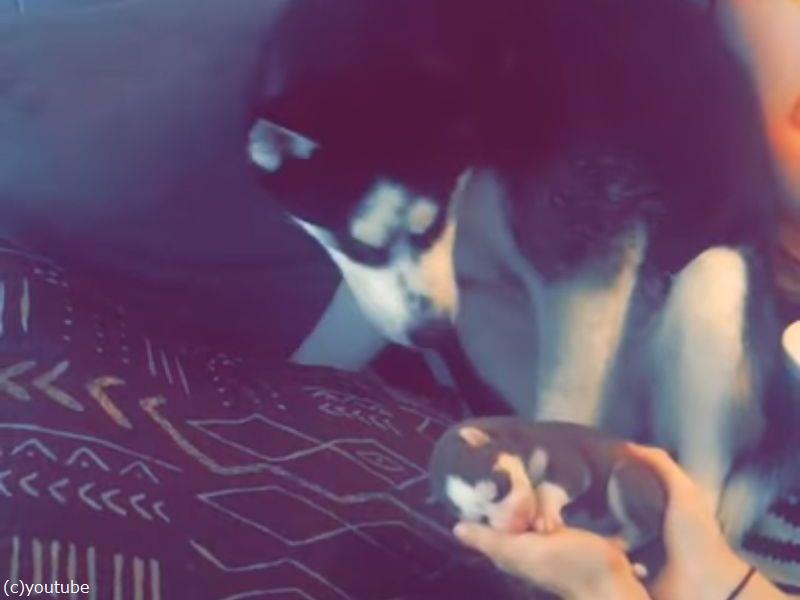 パパになった犬が赤ちゃんと初対面 何このちっちゃな生き物は 動画 らばq