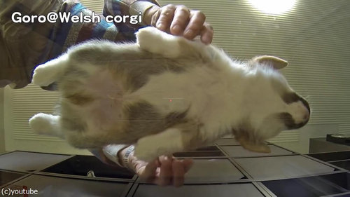 子犬をガラステーブルの下から見る03