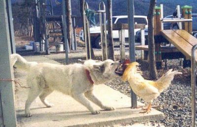 犬がニワトリと本気で戦う02