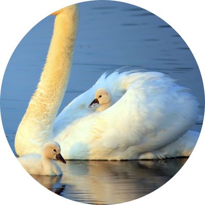 スワンボート02