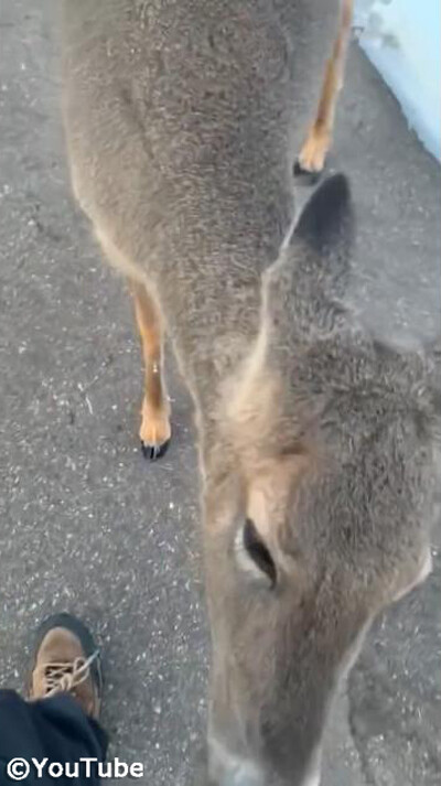 �ե��ɥ꡼�ʼ�02