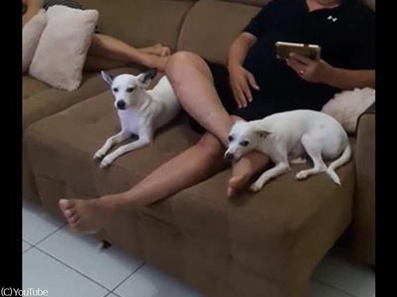 犬に サンダルをかじったのは誰 と聞いたら バレバレな犯人 動画 らばq