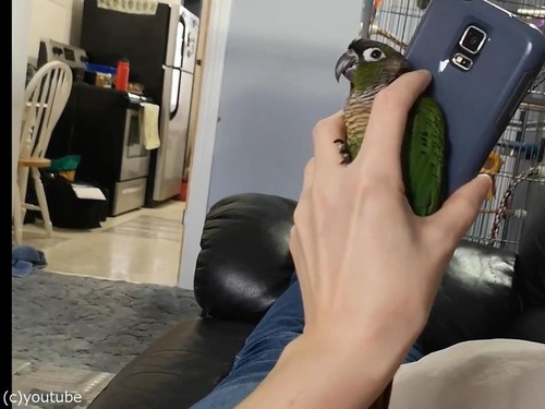 ���ޥۤȼ�δ֤����äƤ��륤��02