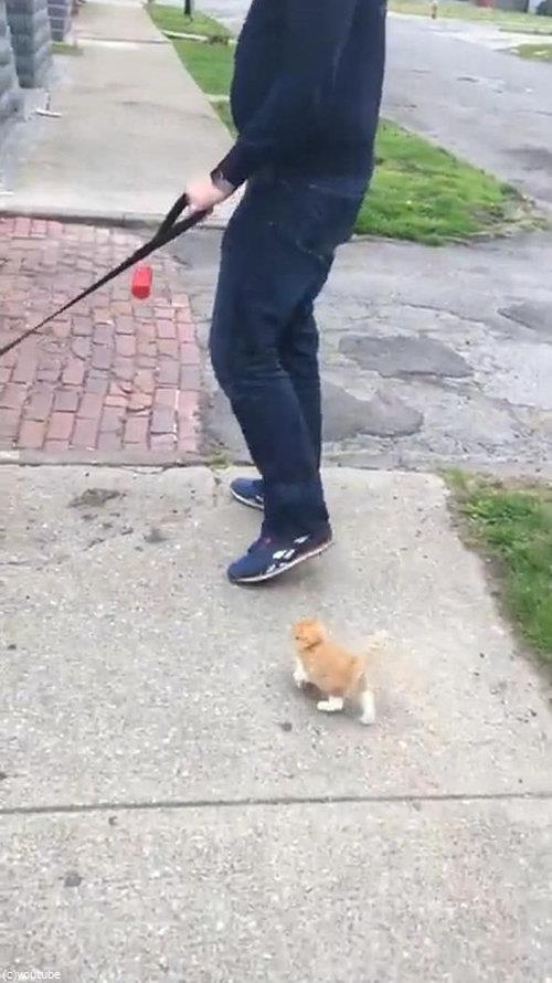 犬の散歩をしていたら迷子の子猫がついてきた03