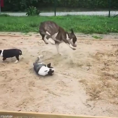 �֥�ƥꥢ��������綽ʳ02