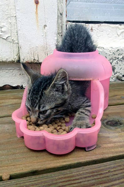 おかしな猫たち07