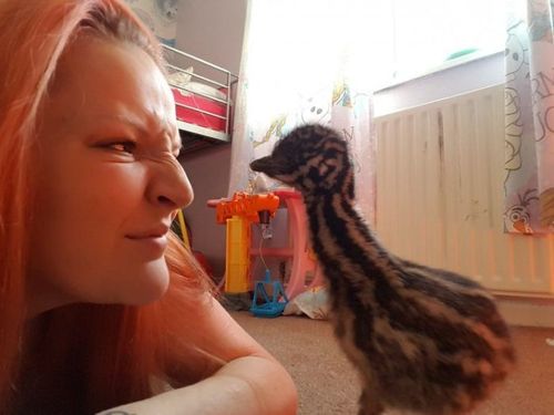 エミューの卵を孵した結果06