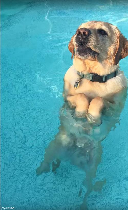 必死に犬かきしていたら足がついた時03