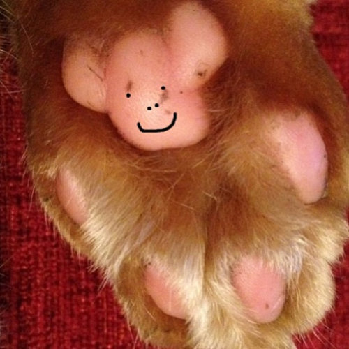 猫の肉球にテディベア06