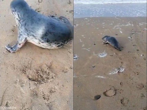 �����饷���֤���󤬤�������03