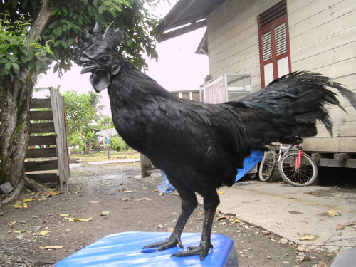 インドネシアの黒いニワトリ02