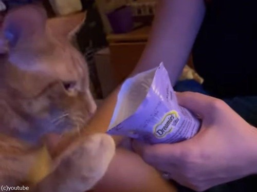 おやつを手でつかんで食べる猫