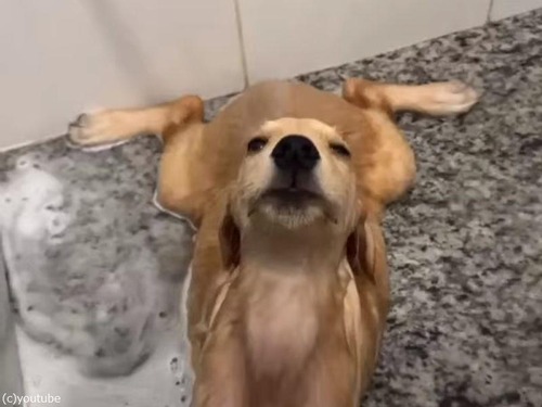 心から「打たせ湯」を満喫するブラジルの犬（動画）