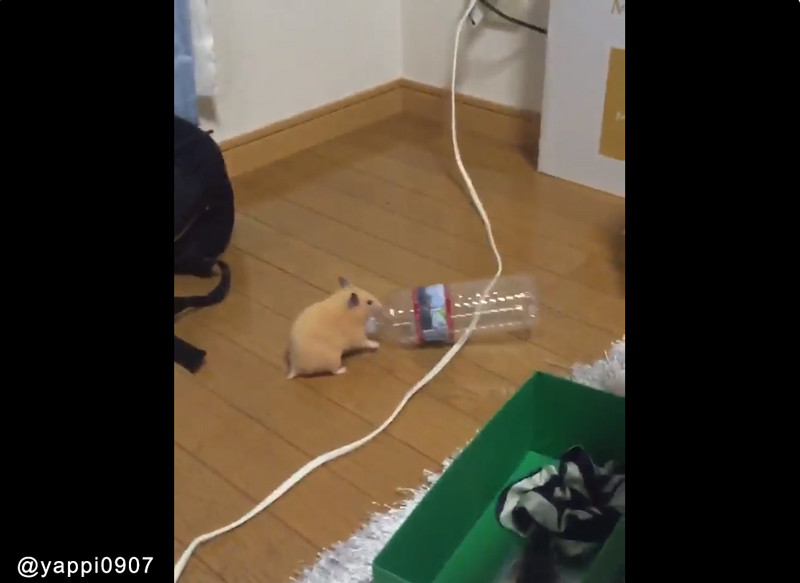 強い かわいい 力持ち過ぎるハムスターが人気者に 動画 らばq 強い かわいい 力持ち過ぎるハムスターが人気者に 動画 らばq