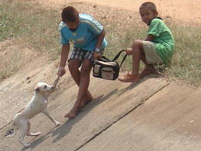 愛と勇気と犬の救助04